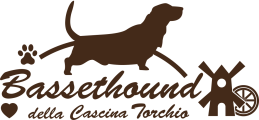 Bassethound